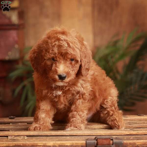 Scout, Miniature Poodle Puppy